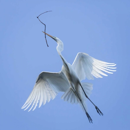 Picture of MEXICO GREAT EGRET FLYING WITH NESTING MATERIAL