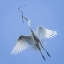 Picture of MEXICO GREAT EGRET FLYING WITH NESTING MATERIAL