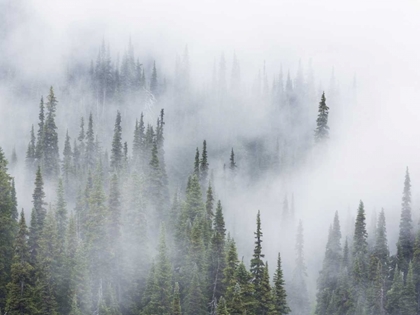 Picture of WA, MOUNT RAINIER NP LANDSCAPE OF FOG IN FOREST