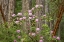 Picture of WA, SEABECK RHODODENDRON FLOWERS GROW IN FOREST