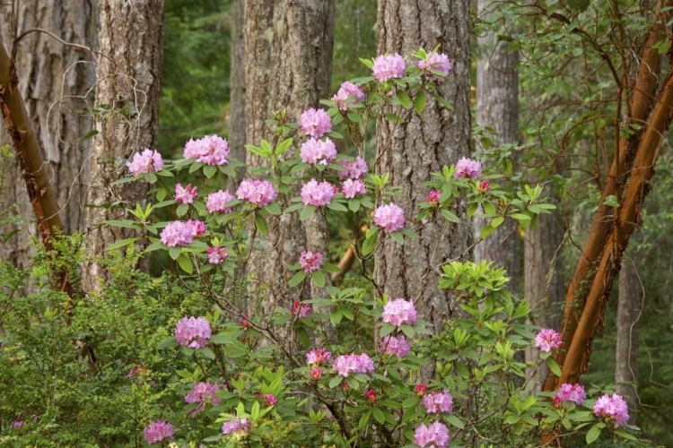 Picture of WA, SEABECK RHODODENDRON FLOWERS GROW IN FOREST