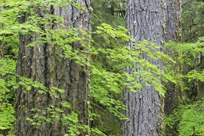 Picture of WA, OLYMPIC NP VINE MAPLE AND DOUGLAS FIR TREES