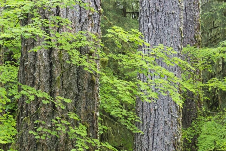 Picture of WA, OLYMPIC NP VINE MAPLE AND DOUGLAS FIR TREES