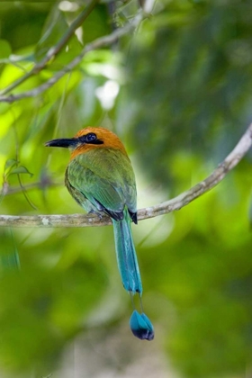 Picture of PANAMA, PANAMA CANAL ZONE RUFOUS MOT MOT ON LIMB