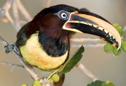 Picture of BRAZIL, PANTANAL WETLANDS CHESTNUT-EARED ARACARI