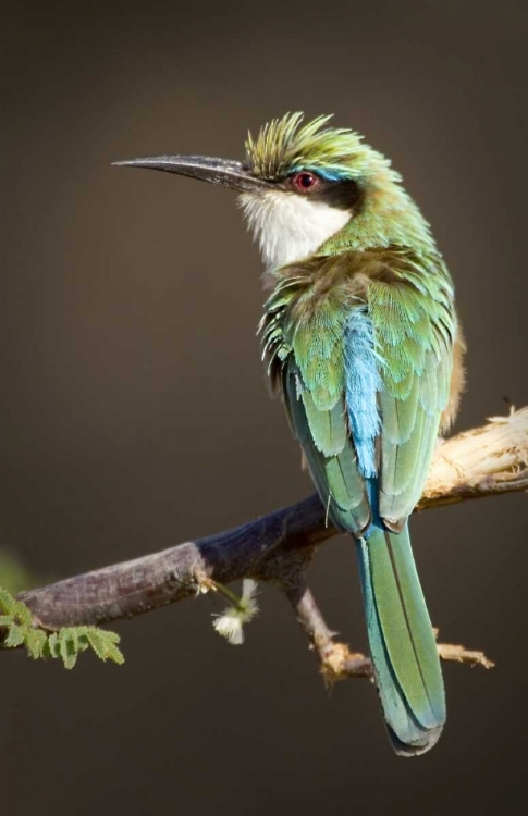 Picture of KENYA, SAMBURU NATIONAL RESERVE SOMALI BEE-EATER