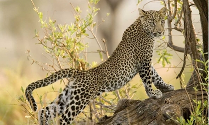 Picture of KENYA, SAMBURU RESERVE LEOPARD STRETCHES IN TREE