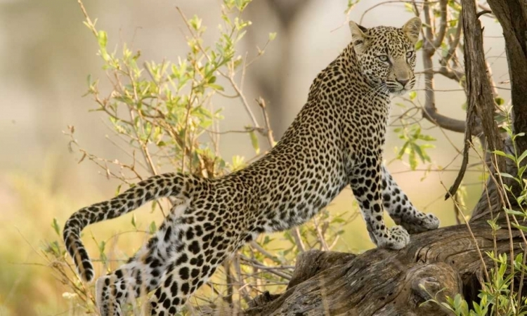 Picture of KENYA, SAMBURU RESERVE LEOPARD STRETCHES IN TREE