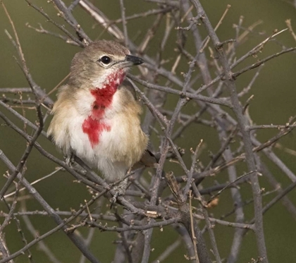 Picture of KENYA ROSY-PATCHED BUSHSHRIKE BIRD ON TREE LIMBS