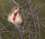 Picture of KENYA ROSY-PATCHED BUSHSHRIKE BIRD ON TREE LIMBS