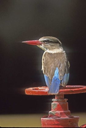 Picture of SOUTH KRUGER NP BROWN-HOODED KINGFISHER ON WHEEL