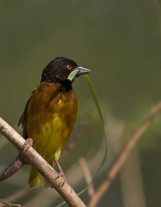 Picture of KENYA BROWN-CAPPED WEAVER BIRD AND NEST MATERIAL