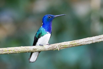Picture of PANAMA SNOWY-BELLIED HUMMINGBIRD PERCHED ON LIMB