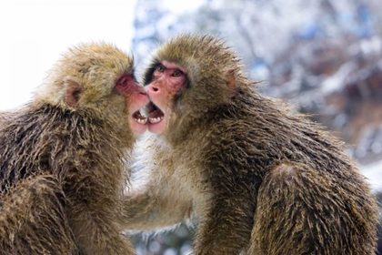 Picture of TWO SNOW MONKIES PLAYING, NAGANO MOUNTAINS, JAPAN
