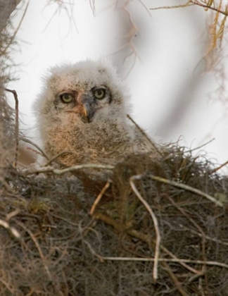 Picture of FL, BOYNTON BEACH NESTING GREAT HORNED OWL CHICK