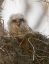 Picture of FL, BOYNTON BEACH NESTING GREAT HORNED OWL CHICK