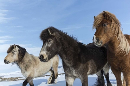 Picture of ICELAND ICELANDIC HORSES