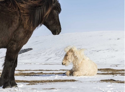 Picture of ICELAND ICELANDIC HORSES