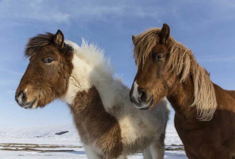 Picture of ICELAND ICELANDIC HORSES