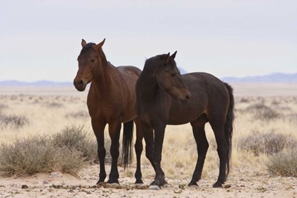 Picture of NAMIBIA, GARUB TWO FERAL HORSES