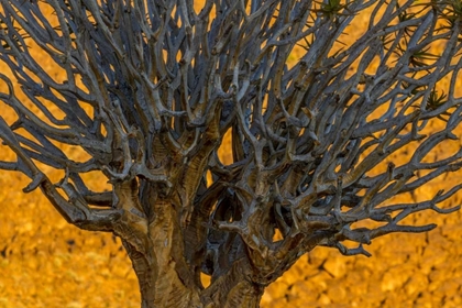Picture of SOUTH RICHTERSVELD NP QUIVER TREE