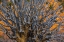 Picture of SOUTH RICHTERSVELD NP QUIVER TREE