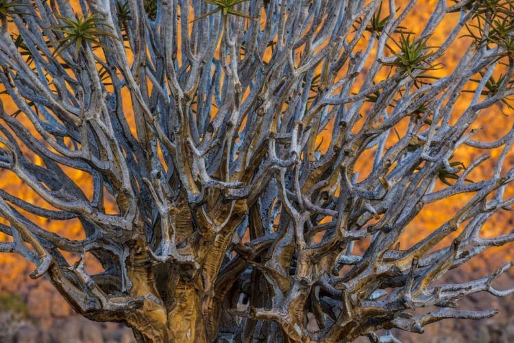 Picture of SOUTH RICHTERSVELD NP QUIVER TREE