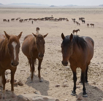 Picture of NAMIBIA, GARUB HERD OF FERAL HORSES