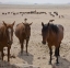 Picture of NAMIBIA, GARUB HERD OF FERAL HORSES