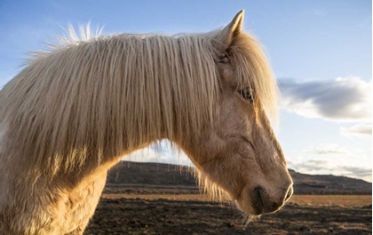 Picture of ICELAND PORTRAIT OF ICELANDIC HORSE
