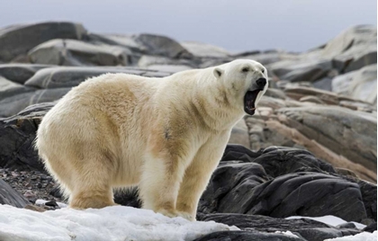 Picture of NORWAY, SVALBARD POLAR BEAR YAWNING