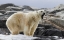 Picture of NORWAY, SVALBARD POLAR BEAR YAWNING
