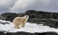 Picture of NORWAY, SVALBARD POLAR BEAR ON SNOW