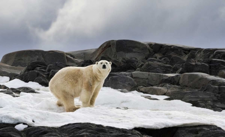 Picture of NORWAY, SVALBARD POLAR BEAR ON SNOW