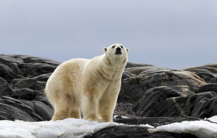 Picture of NORWAY, SVALBARD POLAR BEAR ON SNOW