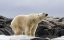Picture of NORWAY, SVALBARD POLAR BEAR ON SNOW