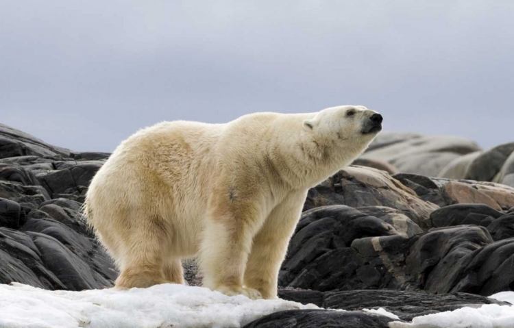 Picture of NORWAY, SVALBARD POLAR BEAR ON SNOW