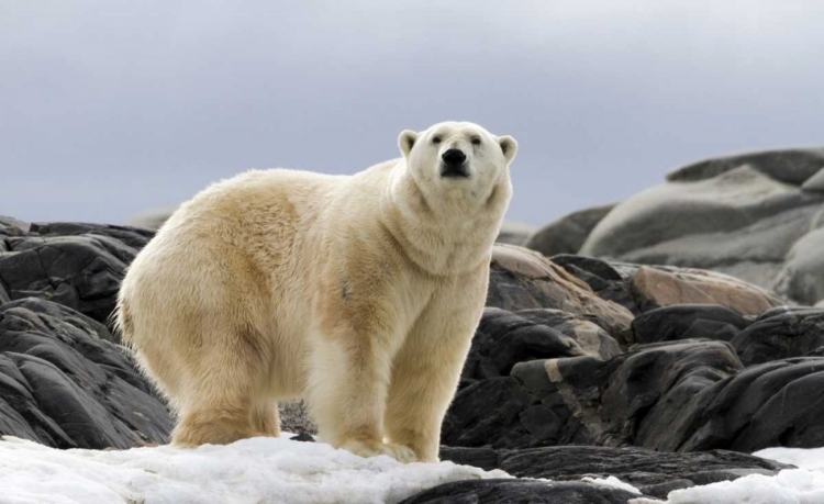 Picture of NORWAY, SVALBARD POLAR BEAR ON SNOW