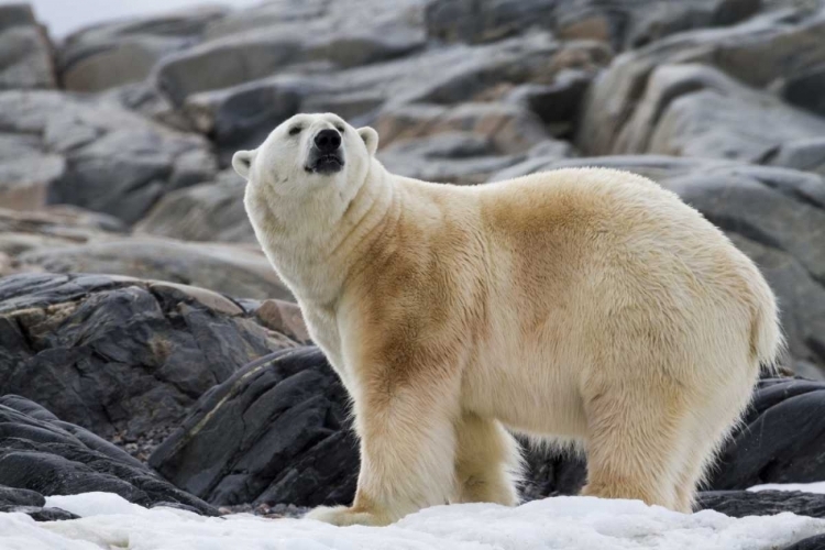 Picture of NORWAY, SVALBARD POLAR BEAR ON SNOW