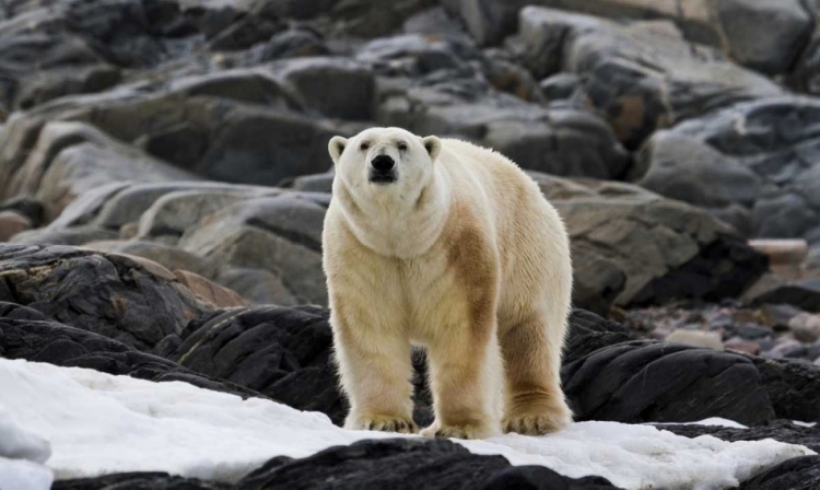 Picture of NORWAY, SVALBARD POLAR BEAR ON SNOW