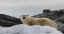 Picture of NORWAY, SVALBARD POLAR BEAR ON SNOW