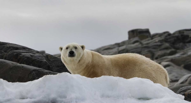 Picture of NORWAY, SVALBARD POLAR BEAR ON SNOW