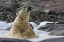 Picture of NORWAY, SVALBARD POLAR BEAR ON SNOW