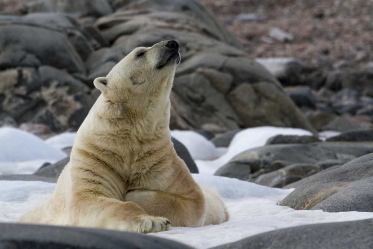 Picture of NORWAY, SVALBARD POLAR BEAR ON SNOW