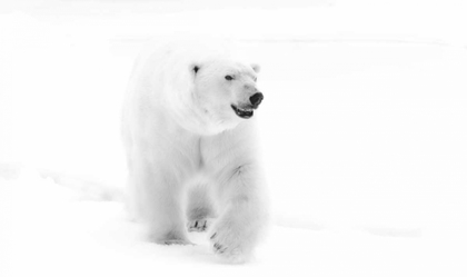 Picture of NORWAY, SVALBARD WALKING POLAR BEAR