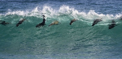 Picture of SOUTH AFRICA SEALS SURFING IN WAVES