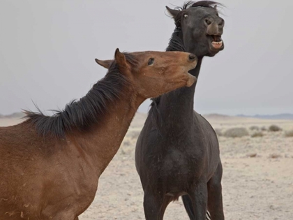 Picture of NAMIBIA, GARUB FERAL HORSES PLAYING