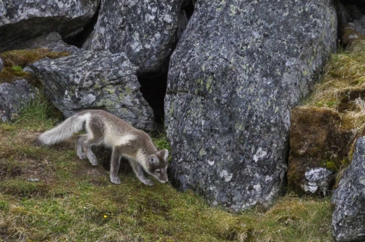 Picture of NORWAY, SVALBARD, PRINS KARLS FORLAND