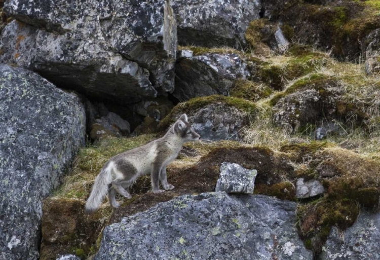 Picture of NORWAY, SVALBARD, PRINS KARLS FORLAND