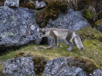 Picture of NORWAY, SVALBARD, PRINS KARLS FORLAND